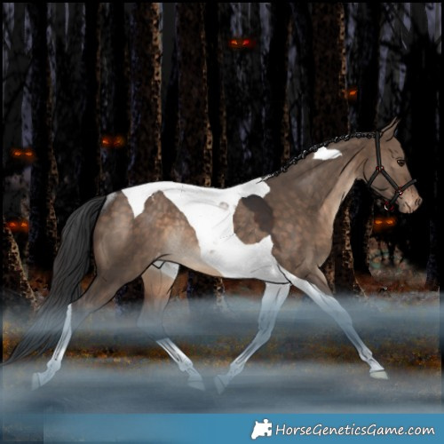 Horse Color:Brown Dun Tobiano Appaloosa Rabicano 