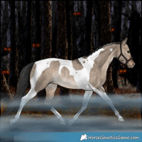 Horse Color:Bay Dun Tobiano Rabicano 