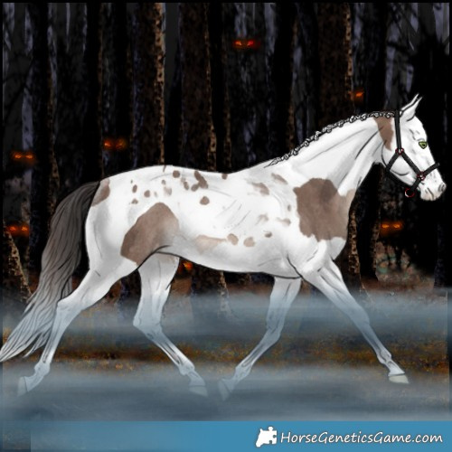 Horse Color:Sable Champagne Splash Tobiano Appaloosa Rabicano 