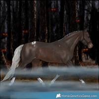 Horse Color:Silver Brown Tobiano Appaloosa Rabicano