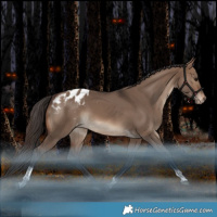Horse Color:Brown Dun Tobiano Appaloosa Rabicano