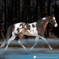 Horse Color:Brown Splash Tobiano Blanket Rabicano 
