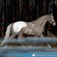 Horse Color:Silver Grullo Tobiano Snowcap Rabicano 