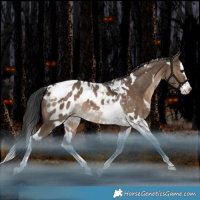 Horse Color:White Spotted Brown Dun Splash Tobiano Appaloosa Rabicano 