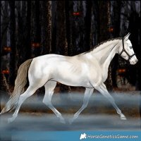 Horse Color:Grullo Snowdrop Splash Tobiano Appaloosa Rabicano 