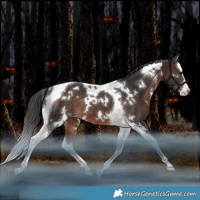 Horse Color:White Spotted Brown Splash Tobiano Rabicano 