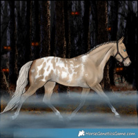 Horse Color:Gray Silver Brown Snowdrop Pearl Dun Tobiano Appaloosa Rabicano