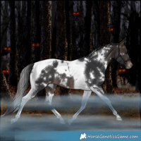 Horse Color:White Spotted Brown Tobiano Appaloosa Rabicano 