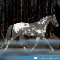 Horse Color:White Spotted Grullo Tobiano Snowcap Rabicano