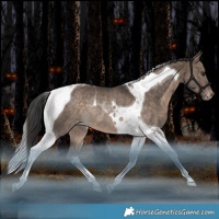 Horse Color:Brown Dun Tobiano Varnish Rabicano 