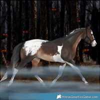 Horse Color:Bay Splash Tobiano Snowcap Rabicano
