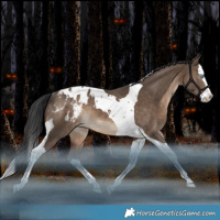 Horse Color:Brown Dun Splash Tobiano Blanket Rabicano 