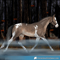 Horse Color:Bay Dun Splash Tobiano Rabicano