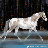 Horse Color:White Spotted Sable Champagne Dun Splash Tobiano Rabicano 