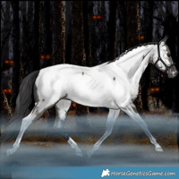 Horse Color:Grullo Tobiano Appaloosa Rabicano