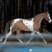 Horse Color:Bay Dun Splash Tobiano Rabicano
