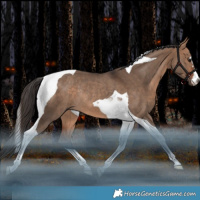 Horse Color:Bay Dun Tobiano Rabicano