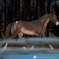 Horse Color:Brown Splash Tobiano Rabicano 