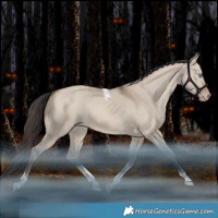 Horse Color:Sable Champagne Dun Tobiano Rabicano 