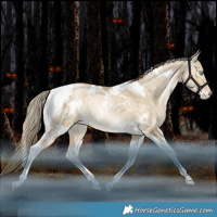 Horse Color:White Spotted Brown Snowdrop Dun Tobiano Appaloosa Rabicano 
