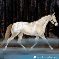 Horse Color:White Spotted Bay Snowdrop Dun Tobiano Appaloosa Rabicano