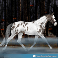 Horse Color:White Spotted Brown Dun Splash Tobiano Appaloosa Rabicano