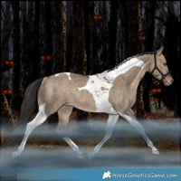 Horse Color:Bay Dun Tobiano Varnish Rabicano