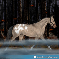 Horse Color:Bay Dun Tobiano Blanket Rabicano