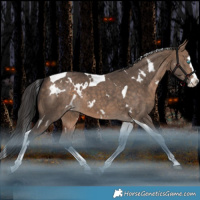 Horse Color:White Spotted Bay Dun Splash Tobiano Appaloosa Rabicano