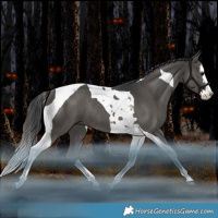 Horse Color:Black Splash Tobiano Rabicano 