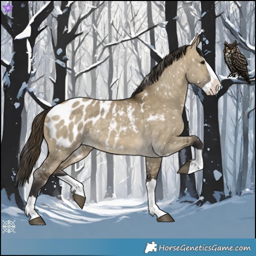Horse Color:Buckskin Dun Splash Appaloosa 