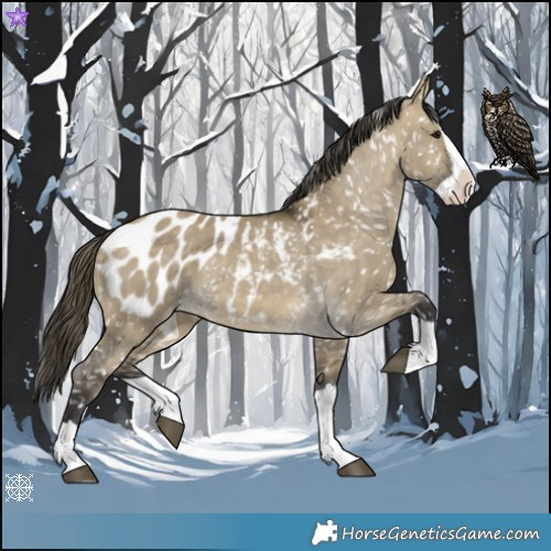 Horse Color:Buckskin Dun Splash Appaloosa