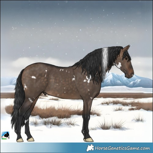 Horse Color:White Spotted Bay Dun 