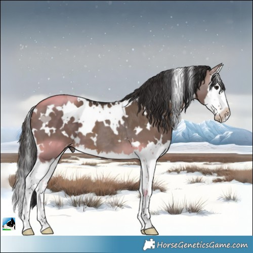 Horse Color:White Spotted Bay Dun Splash 