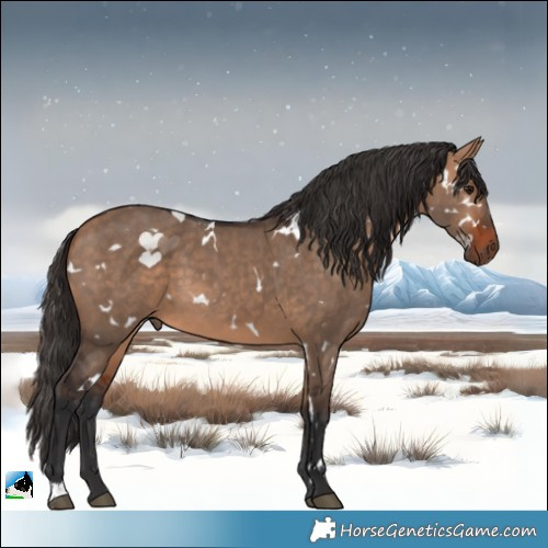 Horse Color:White Spotted Bay Dun 