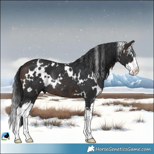 Horse Color:White Spotted Bay Splash Rabicano 