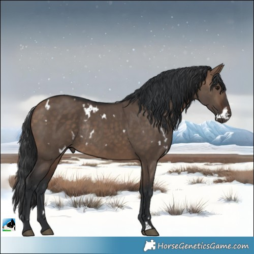 Horse Color:White Spotted Bay Dun Rabicano 