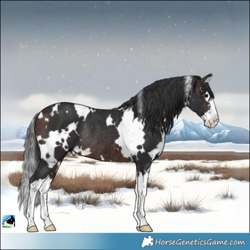 Horse Color:White Spotted Bay Splash Rabicano 