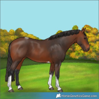 Horse Color:Bay Tobiano 