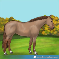 Horse Color:Red Dun 