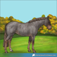 Horse Color:Liver Red Roan 