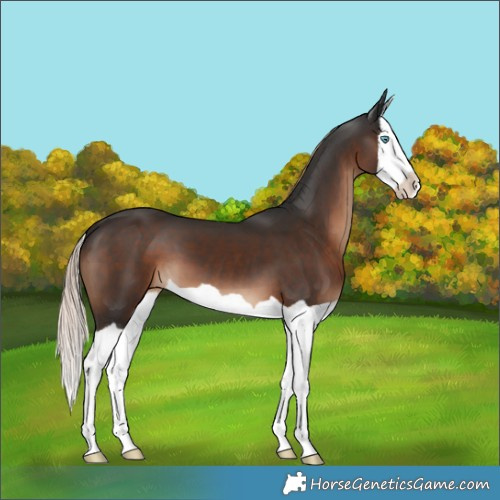 Horse Color:Liver Chestnut Splash