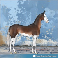 Horse Color:Liver Chestnut Splash