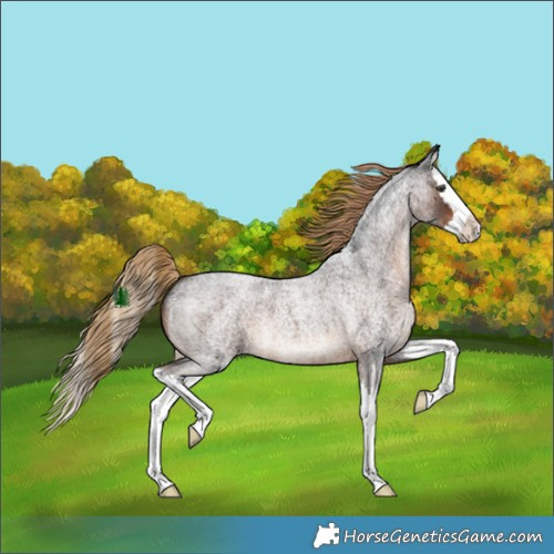 Horse Color:Liver Red Roan Splash 