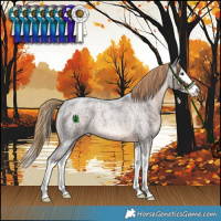 Horse Color:Liver Red Roan Splash