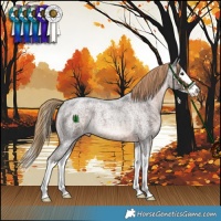 Horse Color:Liver Red Roan Splash 