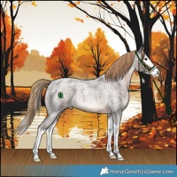 Horse Color:Liver Red Roan Splash 