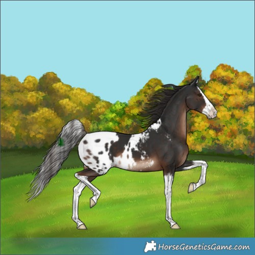 Horse Color:Liver Chestnut Splash Skewed Appaloosa 