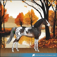 Horse Color:Liver Chestnut Splash Skewed Appaloosa