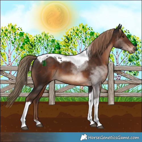 Horse Color:Liver Chestnut Tobiano 